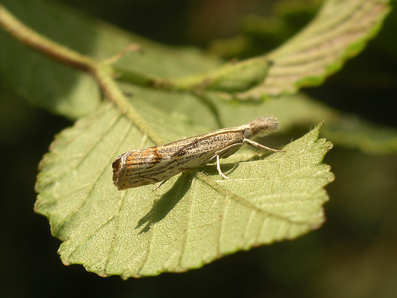 Pediasia contaminella???